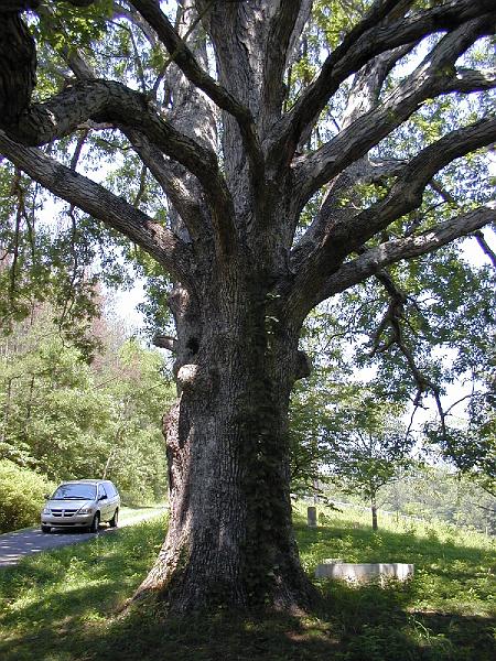 White Oak Tree.jpg